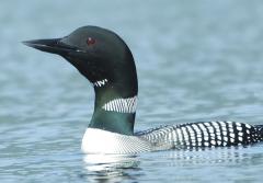Loon 1a.jpg 
